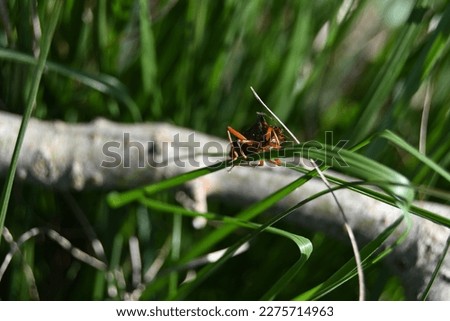 a brown bug crawls on narrow meadow grasses