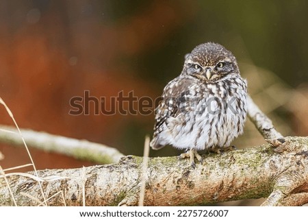 little owl (Athene noctua) sitting on a tree on the ground