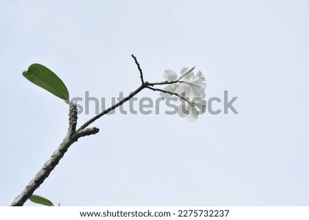 White plumeria rubra flowers on blue sky background. Frangipani flower. Plumeria pudica white flowers blooming, with green leaves background.