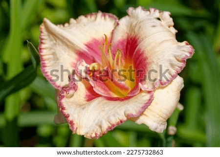 Hemerocallis 'Sweet Ole Man' is a Daylily with melon and magenta flowers Royalty-Free Stock Photo #2275732863