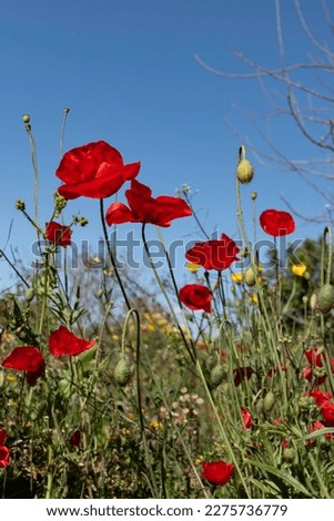 Wild blooming red poppies among green grass close up in rays of light