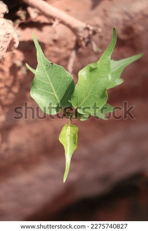 this picture is indian small peepal tree   