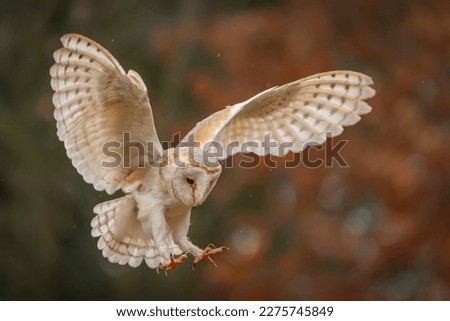 Beautiful Barn owl (Tyto alba) hunting.  Noord Brabant in the Netherlands.                                                                                   