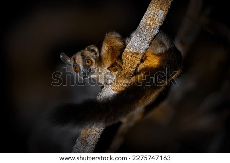 Lemur on the tree branch during the night. Night lemur in Madagacar. Pale fork-marked lemur, Phaner pallescens, wild monkey animal from Kirindy Forest in Madagascar. Wildlife nature.  Royalty-Free Stock Photo #2275747163