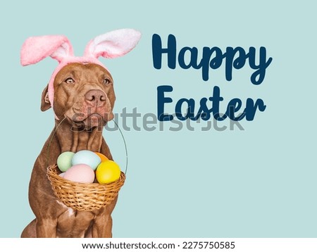 Happy Easter. Lovable, pretty puppy and a basket of Easter eggs. Close-up, studio shot, indoor. Day light. Congratulations for family, loved ones, relatives, friends and colleagues. Pet care concept