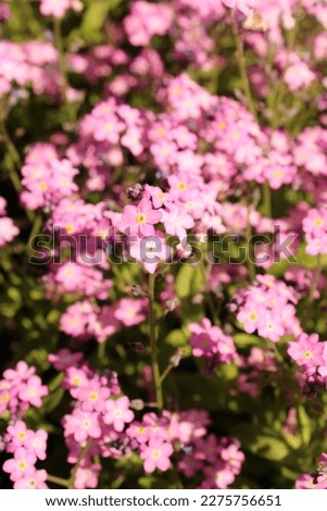 Pink , purple floral bush in Zagreb, Croatia on the date of 20.04.2022.