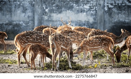  A gang of beautiful deer eating grass. The picture captured from the world largest mangrove forest, Sundarban