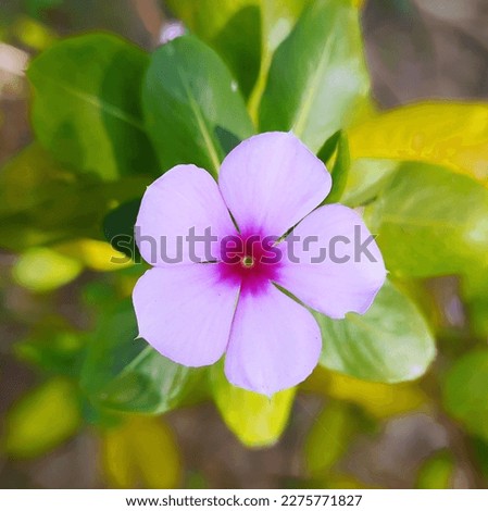 A pink flower could be a beautiful and delicate bloom with soft, pink petals. The flower may have a round, symmetrical shape with a center that contains stamens and pistils. Royalty-Free Stock Photo #2275771827