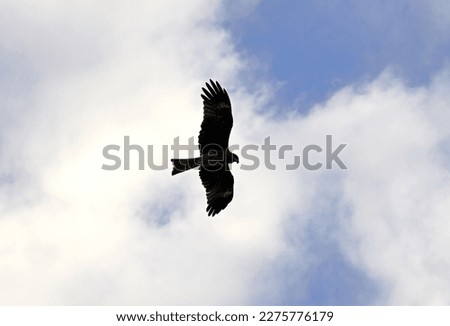 a Eagle hawk hovers in the sky.