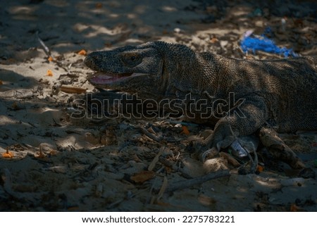 Komodo Dragon, Komodo Island, Komodo National Park, Flores, Indonesia