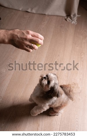 photo of a small breed of dog looking up at a tennis ball in his hands