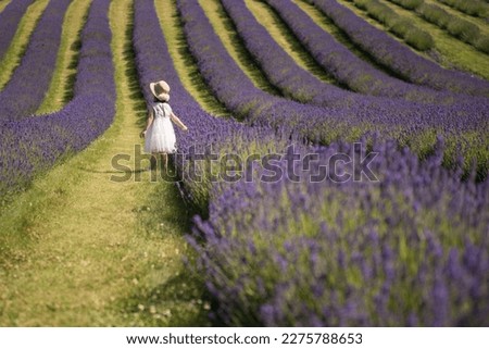 A little girl wearing a white dress and hat stands walks across a lavender field while touching the flowers in a sunny day in Springtime in Kinross, Scotland, UK