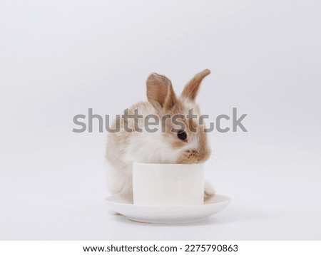 Easter Bunny in a festive Easter basket with colored eggs on a white background 2023