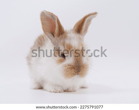 Easter Bunny in a festive Easter basket with colored eggs on a white background 2023