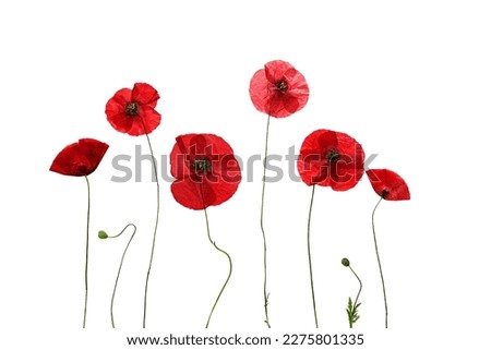 red poppy flowers isolated on white background. Dry poppy. Herbarium. High quality photo Royalty-Free Stock Photo #2275801335