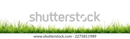 Hi Resolution image of Fresh green grass isolated against a transparent background Royalty-Free Stock Photo #2275811989