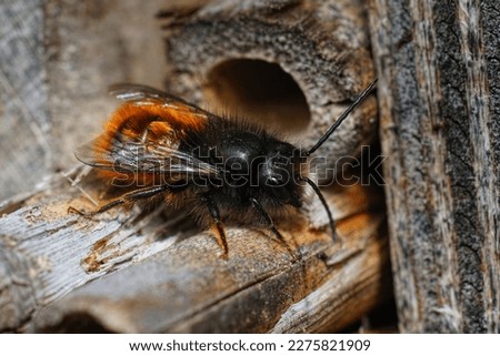 Natural closeup on a colorful red hairy male European orchard mason solitary bee, Osmia cornuta at the bee-hotel in the garden
