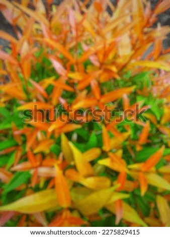 Blurred background of beautiful red shoots leaf plant for wallpaper and powerpoint presentations