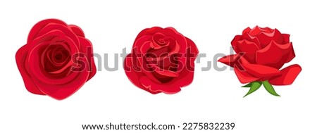 Roses. Set of three red rose flowers isolated on a white background. Vector illustration
