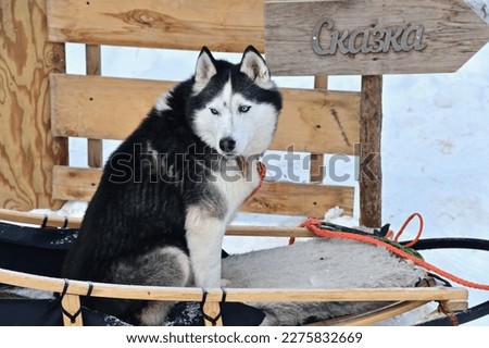 Siberian Husky Dog Sledding at Listvyanka Village in Siberia, Russia