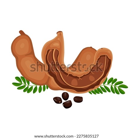  Tamarind fruit seeds and pods. vector illustration flat cartoon icon isolated on white.Vector eps 10. perfect for wallpaper or design elements Royalty-Free Stock Photo #2275835127