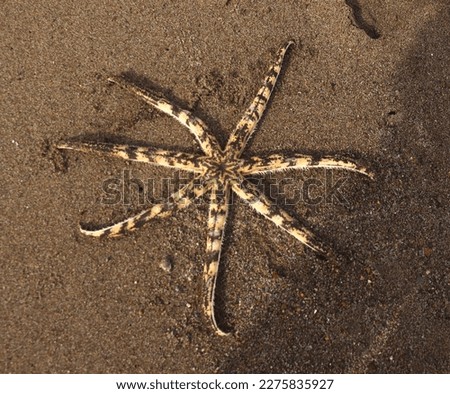 A brown starfish pattern lying on the sand by the beach