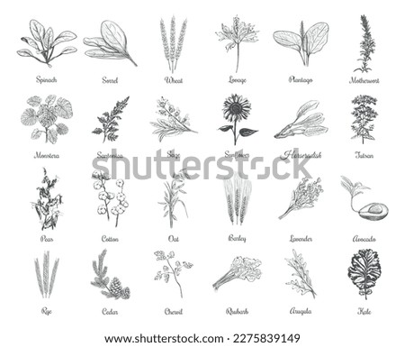 Collection of herbs and plants vector illustration. Herbs and plants hand drawing Royalty-Free Stock Photo #2275839149