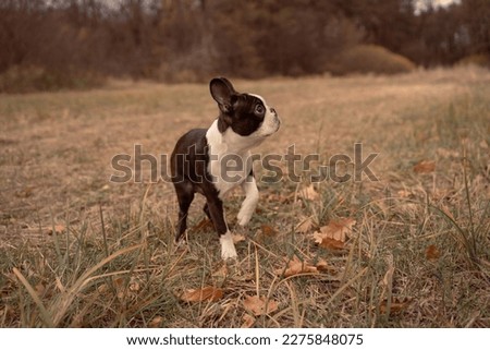 Funny puppy Boston Terrier dog outdoor in meadow