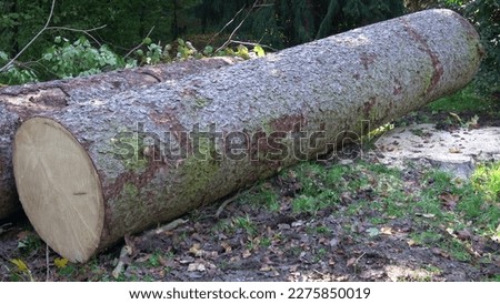 Two felled tree trunks lying on the forest ground Royalty-Free Stock Photo #2275850019