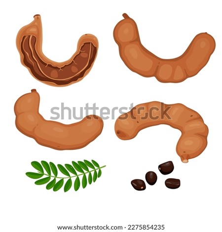 Tamarind fruit seeds and pods. vector illustration flat cartoon icon isolated on white.Vector eps 10. perfect for wallpaper or design elements Royalty-Free Stock Photo #2275854235