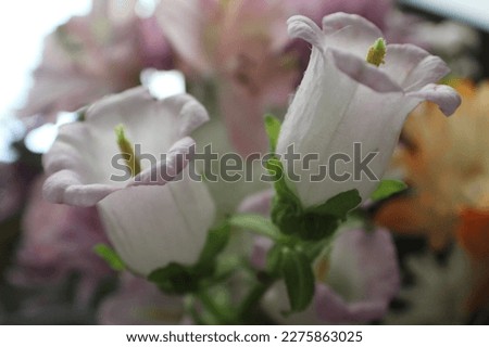 Upclose image of flowers blooming, floral arrangement,