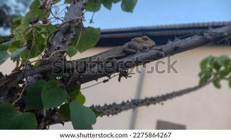 Chameleons camouflaging themselves on tree branches