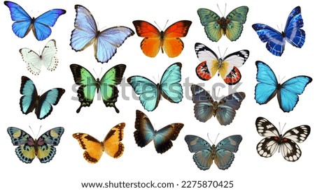 Butterfly set in white background