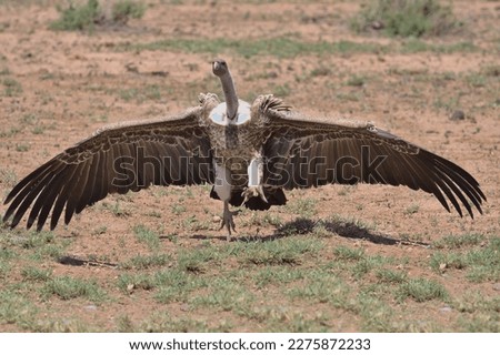 Ruppell's Griffon vulture landing to eat on a carcass in the wild savannah of buffalo springs national reserve, kenya Royalty-Free Stock Photo #2275872233