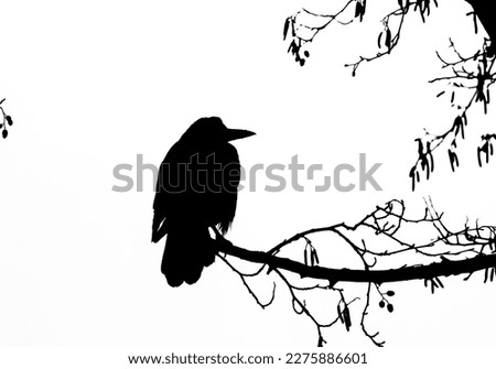 BLACK BIRD - A rook sits on a branch
