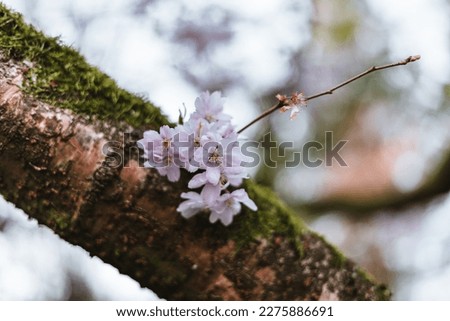 Cherry blossoms in spring Background