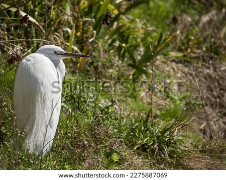Little Egret sat at a Riverside watching for fish. Shallow depth of field with the focus on the bird. A well composed picture. copy space. springtime flowers.