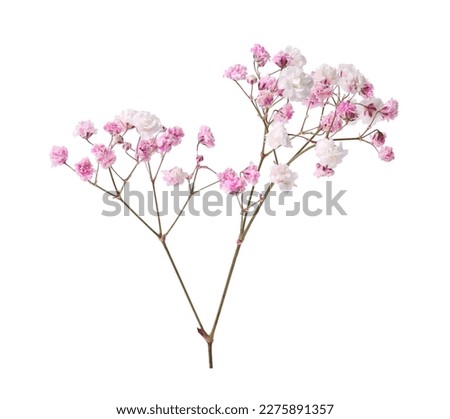 Beautiful color gypsophila twig isolated on white Royalty-Free Stock Photo #2275891357