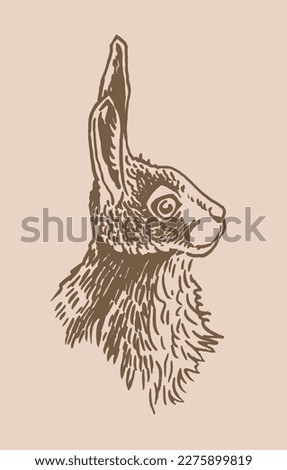 Graphical vintage portrait of bunny , sepia background. Vector illustration of rodent