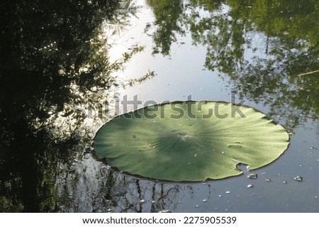 Green lilly pad in a pond. Royalty-Free Stock Photo #2275905539