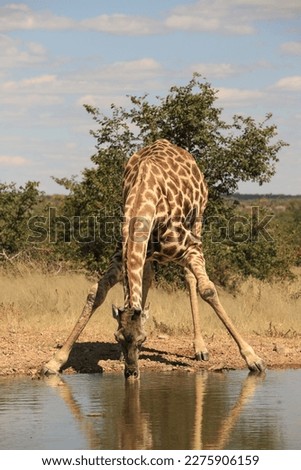 tall lonely giraffe at waterhole, Namibia