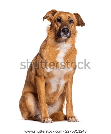 Bastard dog, Malinois cross with labrador retriever, sitting, isolated on white Royalty-Free Stock Photo #2275911243