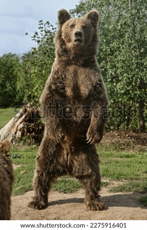 A Brown bear standing upright Royalty-Free Stock Photo #2275916401