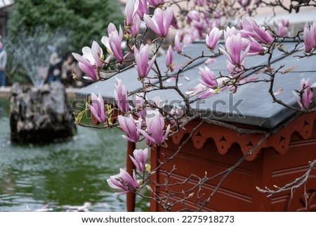 Close-up of blooming pink magnolia flowers displayed on tree branches. The detailed structure and beauty of each flower showcases the grace and enchanting nature of the magnolia tree.