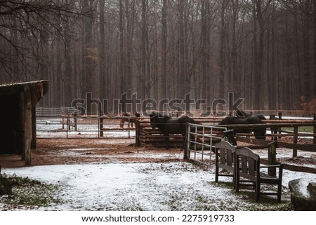 Winter in the forrest with some ponies and horses and snow
