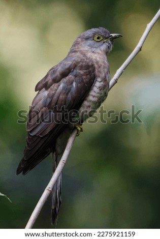 Common Hawk-cuckoo in the Botanical Garden.