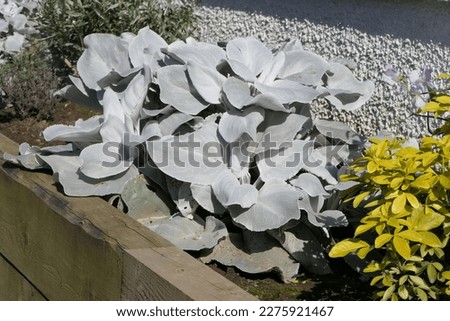 Senecio Candicans Angel Wings plants on a sunny summers day in a garden in UK  Royalty-Free Stock Photo #2275921467