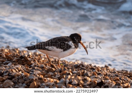 oystercatcher with unusual curved bill on the beach with the sea blurred in the background