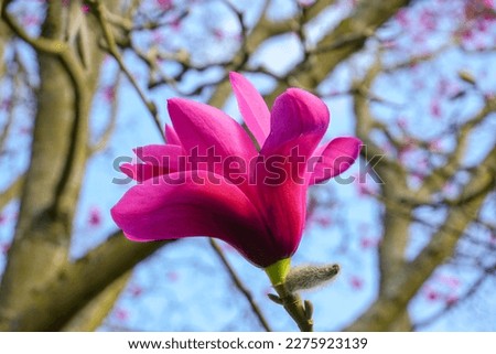 pink magnolia petals on blossoming tree during spring. magnolia tree bloom 