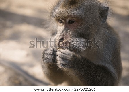 A Picture of monkey close up eating something